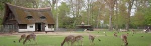 Around Haarlem - nature in Bloemendaal