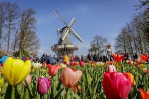 Keukenhof is a great day trip from Haarlem to see Dutch tulips.