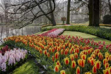 Flowers abound at Keukenhof.